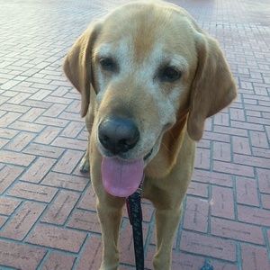 Meet your Posher, Randy